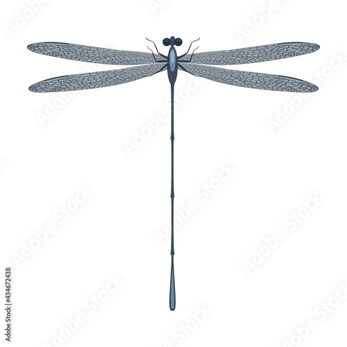 A beautiful gray dragonfly with transparent wings and large eyes. Summer gray flying insect. Vector illustration isolated on white background