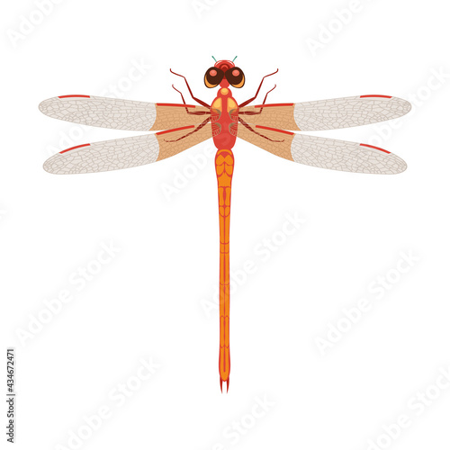 A beautiful pink dragonfly with transparent wings and large eyes. Summer pink flying insect. Vector illustration isolated on white background