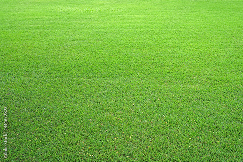 Nature green grass in the garden, Lawn pattern texture background, Perspective