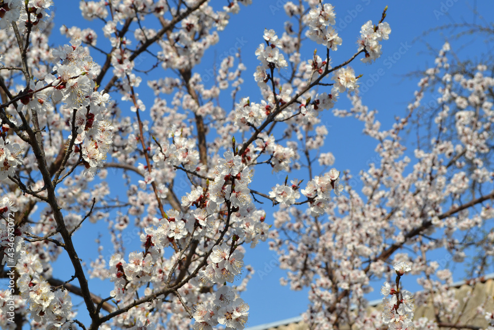 Prunus armeniaca. Beautiful floral spring abstract background of nature. Apricot tree. Spring white flowers. Apricot tree in bloom Prunus armeniaca. Beautiful floral spring abstract background of nature. Apricot tree. Spring white flowers. Apricot tree in bloom