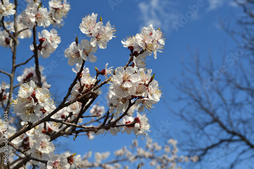 Spring white flowers on a tree branch. Beautiful floral spring abstract background of nature. Apricot tree. Apricot tree in bloom