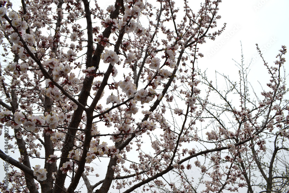 Beautiful floral spring abstract background of nature. Apricot tree. Spring white flowers on a tree branch. Apricot tree in bloom, flowers of apricot Beautiful floral spring abstract background of nature. Apricot tree. Spring white flowers on a tree branch. Apricot tree in bloom, flowers of apricot