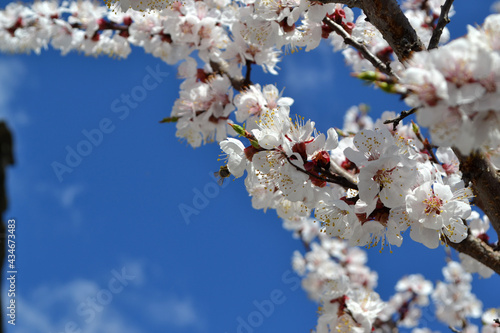 Apricot tree. Spring white flowers on a branch. For easter and spring greeting cards