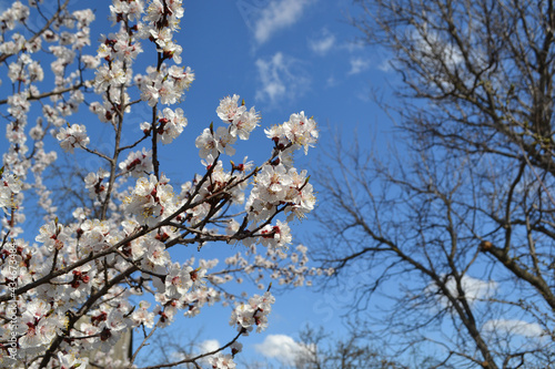 Apricot tree. Spring white flowers on a branch. For easter and spring greeting cards