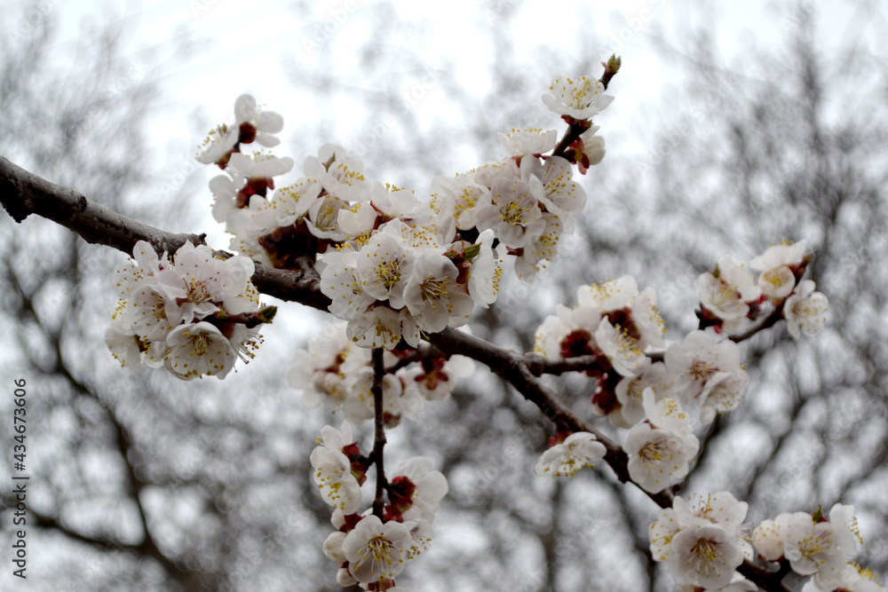 Apricot tree. Spring white flowers on a branch. For easter and spring greeting cards Apricot tree. Spring white flowers on a branch. For easter and spring greeting cards