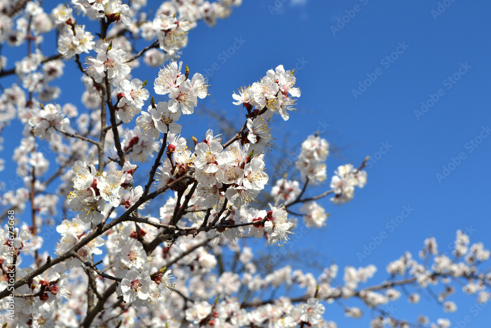 Beautiful floral spring abstract background of nature. Spring Apricot tree.  Spring white flowers on a tree branch. Apricot tree in bloom. Spring, white flowers