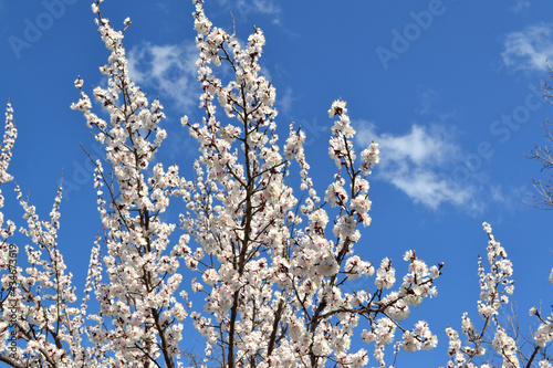 Apricot tree. Spring white flowers on a branch. For easter and spring greeting cards