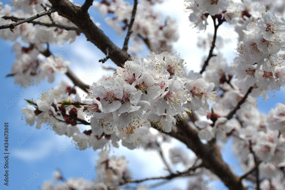 Apricot tree. Beautiful floral spring abstract background of nature. Spring white flowers on a tree branch. Apricot tree in bloom Apricot tree. Beautiful floral spring abstract background of nature. Spring white flowers on a tree branch. Apricot tree in bloom