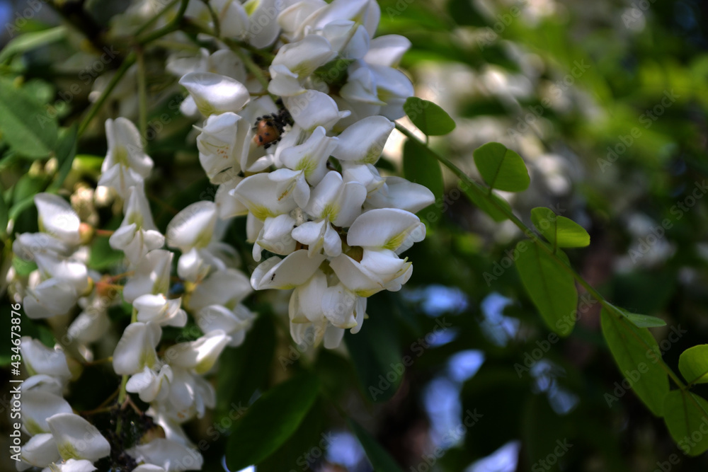 Beautiful floral spring abstract background of nature. Blossoming acacia (Robinia pseudoacacia
