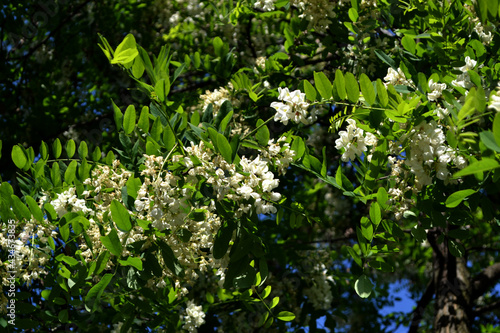 Blossoming acacia  Robinia pseudoacacia . Beautiful floral spring abstract background of nature. Spring white flowers on a tree branch. Acacia tree in bloom. Spring  seasons