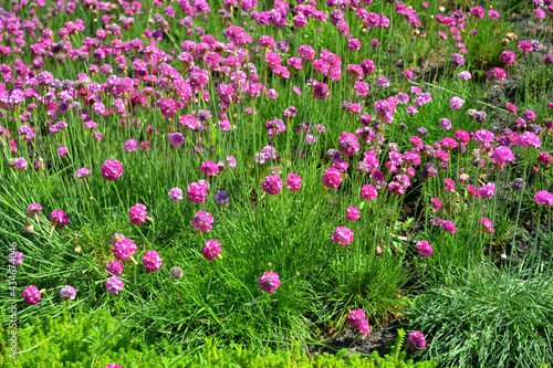 Armeria Seaside. Armeria maritima. Perennial herbaceous plant. Beautiful flower abstract background of nature
