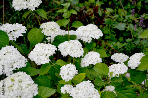 Viburnum vulgaris Sterilis, European Snowball, Snowball Bush. Beautiful floral summer background of nature. White flowers in form of huge balls on branches photo