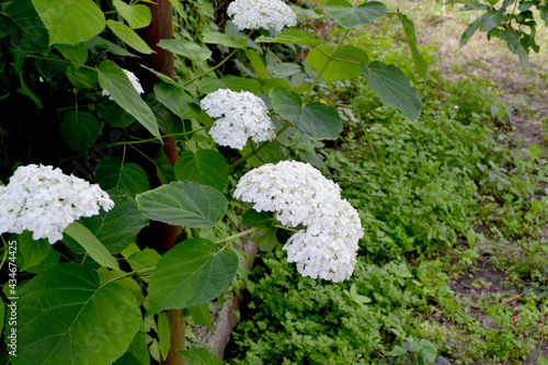 Viburnum vulgaris Sterilis, European Snowball, Snowball Bush. Beautiful floral summer abstract background of nature. White flowers. Summer flowerbed, garden photo