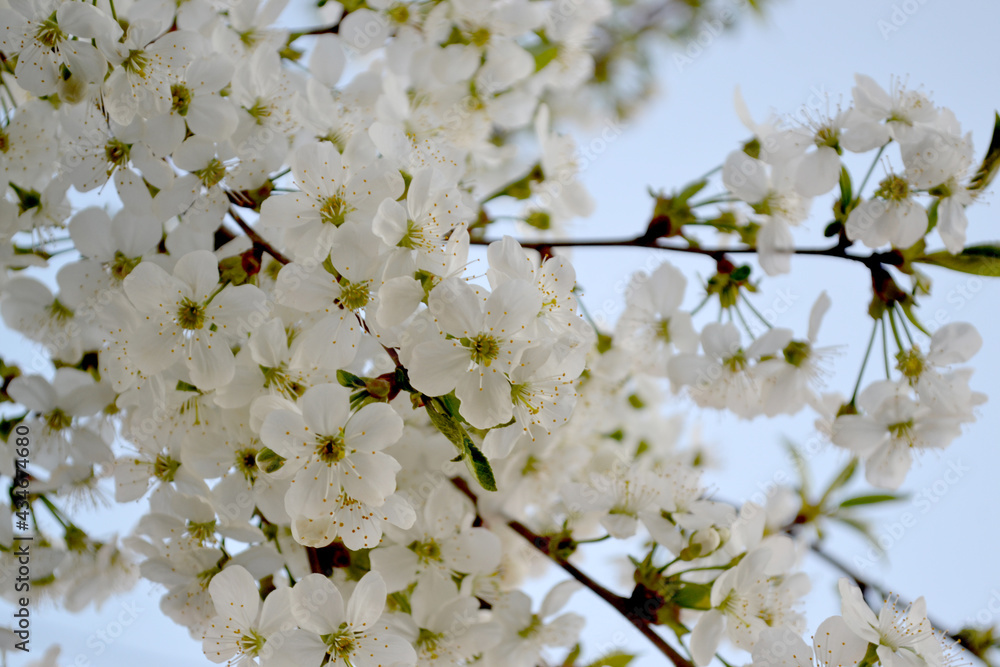 Fototapeta premium Natural garden background with branches of cherry flowers. Prunus subgen. Spring landscape with cherry flowers. Beautiful floral abstract background of nature. Spring flowerbed
