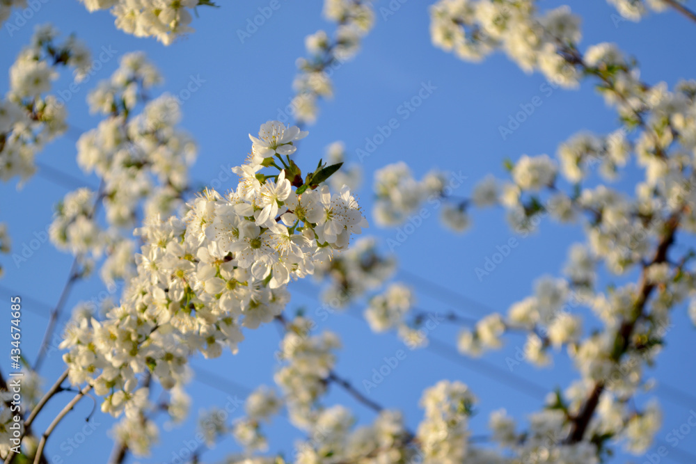 Natural garden background with branches of cherry flowers. Beautiful floral abstract background of nature. White delicate flowers on branches. Spring flowerbed, garden