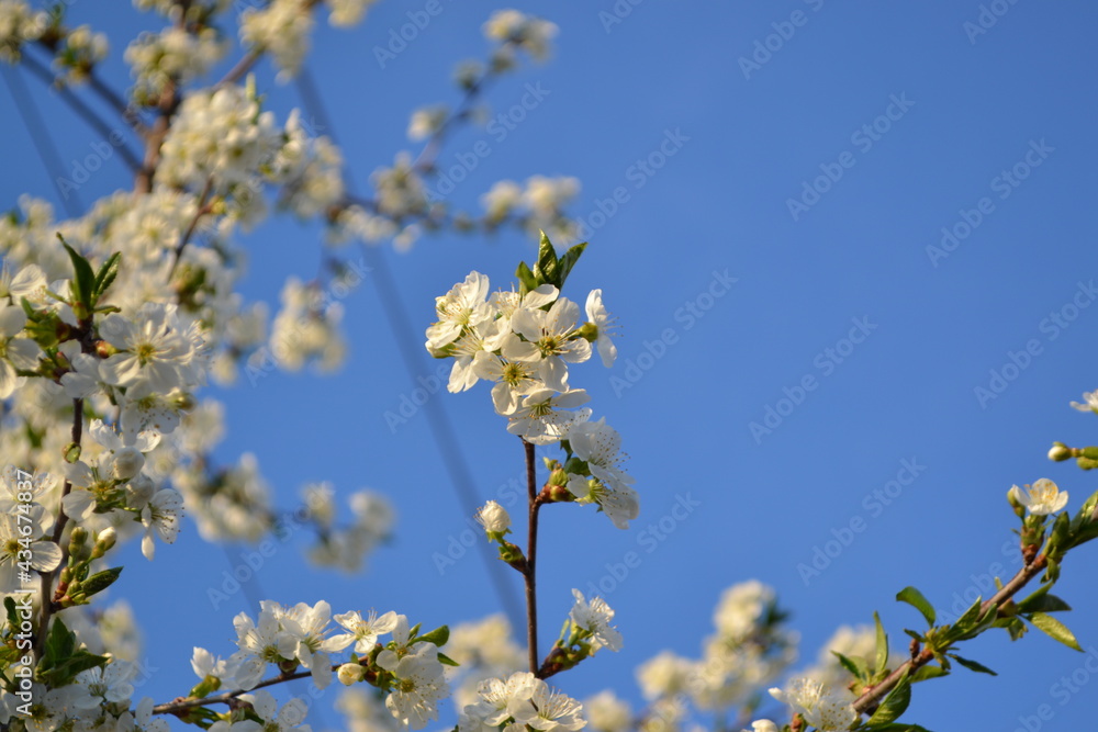 Background with branches of cherry flowers Background with branches of cherry flowers
