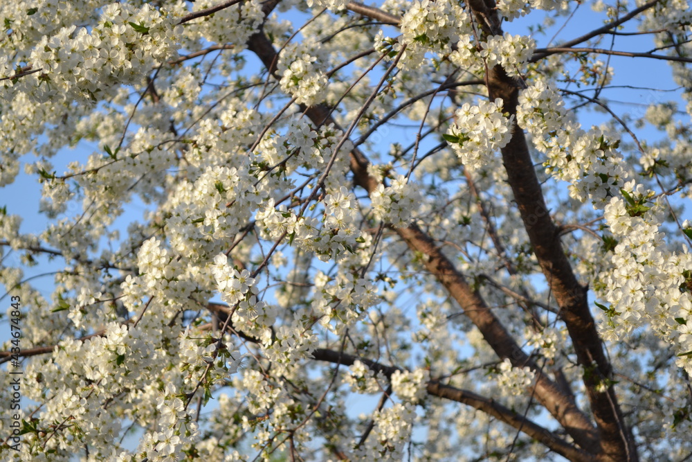 Background with branches of cherry flowers Background with branches of cherry flowers