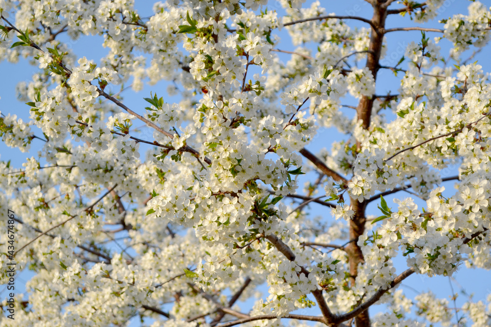 Background with branches of cherry flowers Background with branches of cherry flowers