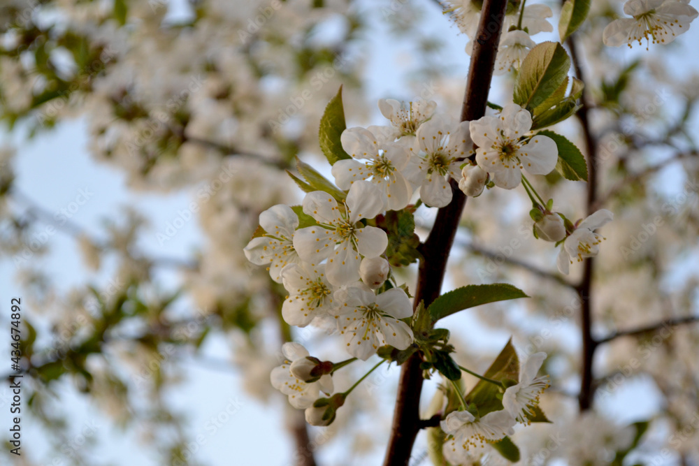 Obraz premium Background with branches of cherry flowers. Spring landscape with cherry flowers. Beautiful floral abstract background of nature. White