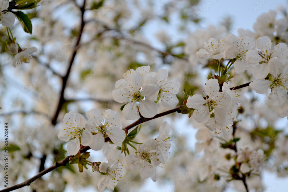 Background with branches of cherry flowers