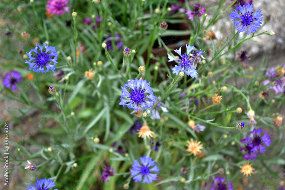 Centaurea. Cornflower blue, pink. Summer landscape. Beautiful floral abstract background of nature. Natural garden background with flowering bushes of cornflowers. Summer flowerbed