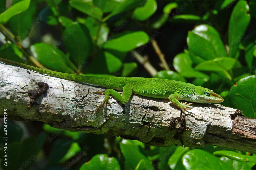 a chameleonlike green anole lizard in a tree in st. andrews state park near panama city in the florida panhandle a chameleonlike green anole lizard in a tree in st. andrews state park near panama city in the florida panhandle