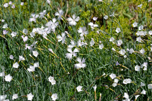Dianthus. Carnation white flower. Beautiful background of nature