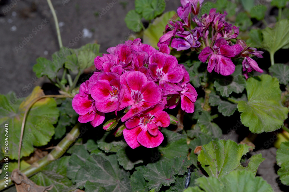 Pelargonium, Geranium. Beautiful floral abstract background of nature. Summer landscape. Perennial herbaceous or semi-shrub plants. Bushes of pink pelargonium Pelargonium, Geranium. Beautiful floral abstract background of nature. Summer landscape. Perennial herbaceous or semi-shrub plants. Bushes of pink pelargonium