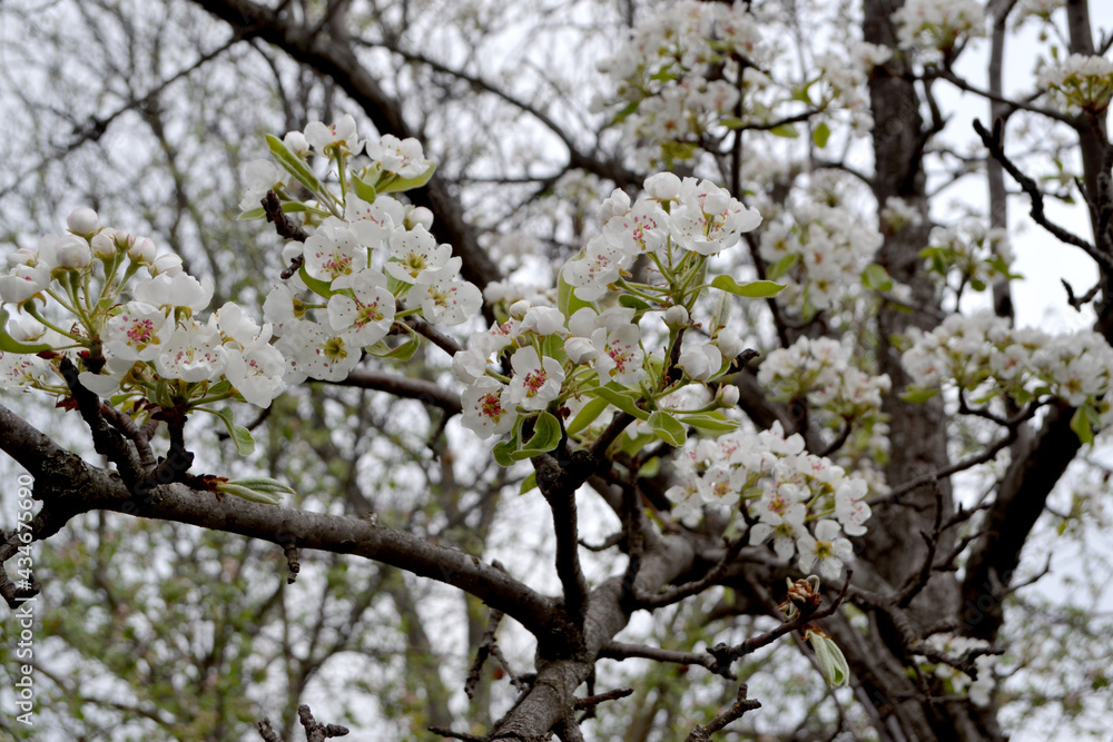 Beautiful floral abstract background of nature. Pear tree, pear flowers. Pyrus communis. Beautiful flowering tree, white flowers Beautiful floral abstract background of nature. Pear tree, pear flowers. Pyrus communis. Beautiful flowering tree, white flowers