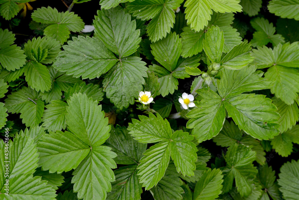 Fragaria vesca. Strawberries. Beautiful herbal abstract background of nature. Spring landscape. Useful green plant. Tasty and healthy. Bushes of strawberry. Spring flower bed. Flowers strawberries Fragaria vesca. Strawberries. Beautiful herbal abstract background of nature. Spring landscape. Useful green plant. Tasty and healthy. Bushes of strawberry. Spring flower bed. Flowers strawberries