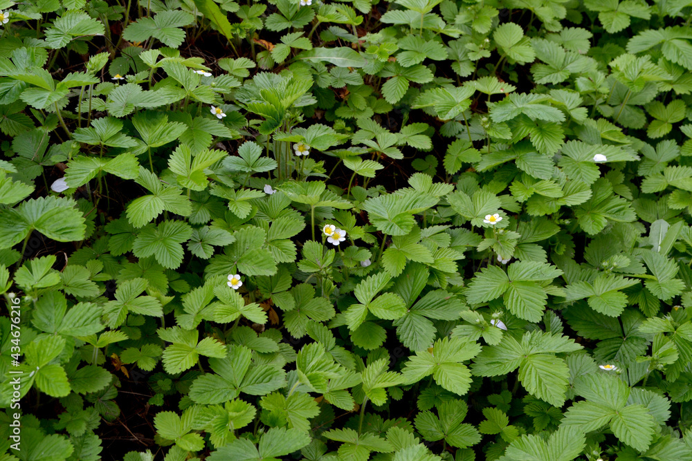 Fragaria vesca. Strawberries. Beautiful herbal abstract background of nature. Spring landscape. Useful green plant. Tasty. Bushes of strawberry. Flowers strawberries
