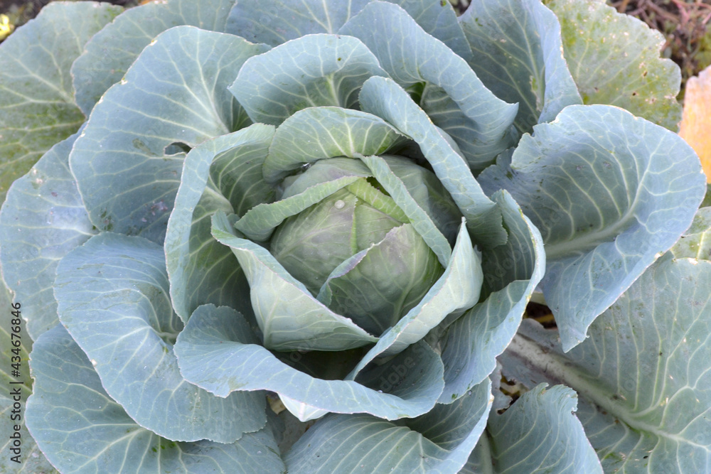 Obraz premium Brassica oleracea. Beautiful vegetable abstract background of nature