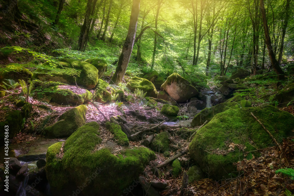 Many stones covered with moss lying in the forest Many stones covered with moss lying in the forest