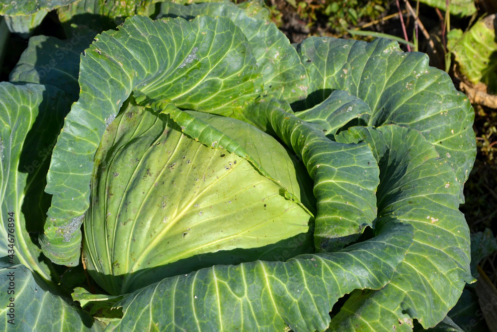 Obraz premium Brassica oleracea. Beautiful vegetable abstract background of nature