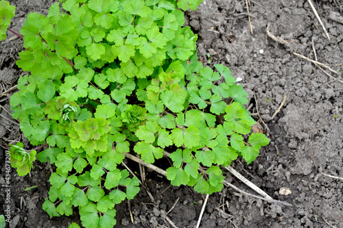 Cute Garden Bell. Aquilégia, grassy perennial plants (Ranunculaceae). Beautiful floral abstract background of nature. Green bushes, branches. Beautiful spring flowers. Farm, field, garden