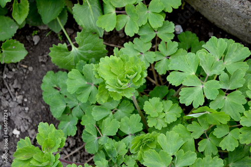 Cute Garden Bell. Beautiful floral abstract background of nature