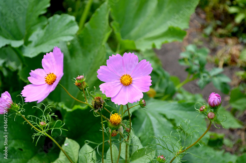 Cosmos. Beautiful floral abstract background of nature