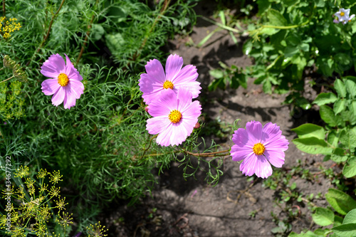 Cosmos. Beautiful floral abstract background of nature