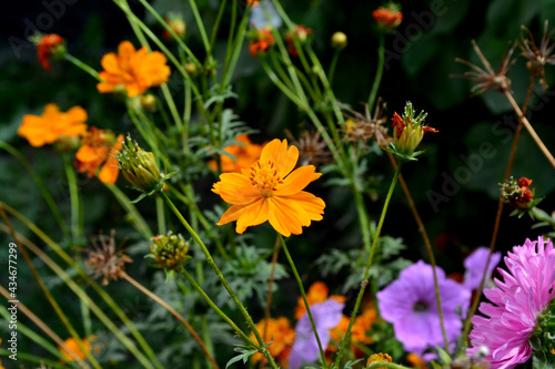 Cosmos. Beautiful floral abstract background of nature