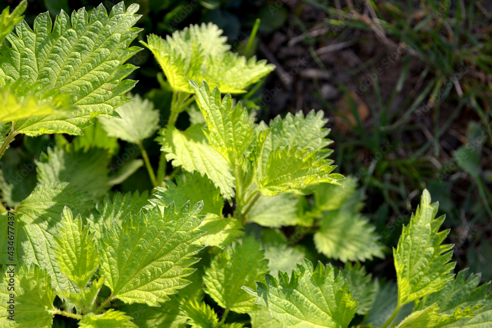 Beautiful herbal background of nature. Nettle. Urtica dioica Beautiful herbal background of nature. Nettle. Urtica dioica