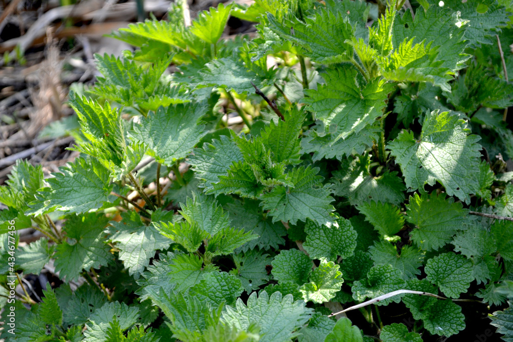 Urtica dioica. Beautiful herbal abstract background of nature. Nettle. Summer landscape. Green burning plant. Treatment Urtica dioica. Beautiful herbal abstract background of nature. Nettle. Summer landscape. Green burning plant. Treatment