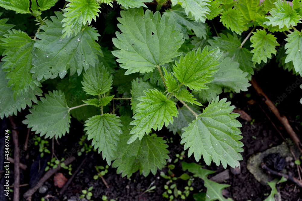 Nettle. Urtica dioica. Beautiful herbal abstract background of nature. Summer landscape. Green burning plant Nettle. Urtica dioica. Beautiful herbal abstract background of nature. Summer landscape. Green burning plant