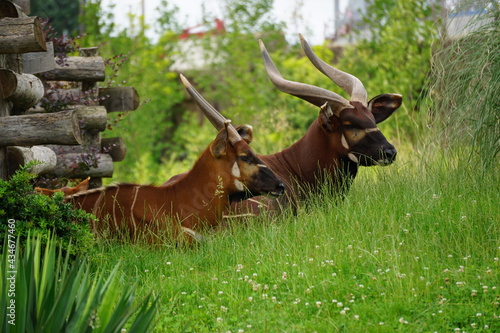 two stripped bongos resting in the tall grass at the zoo