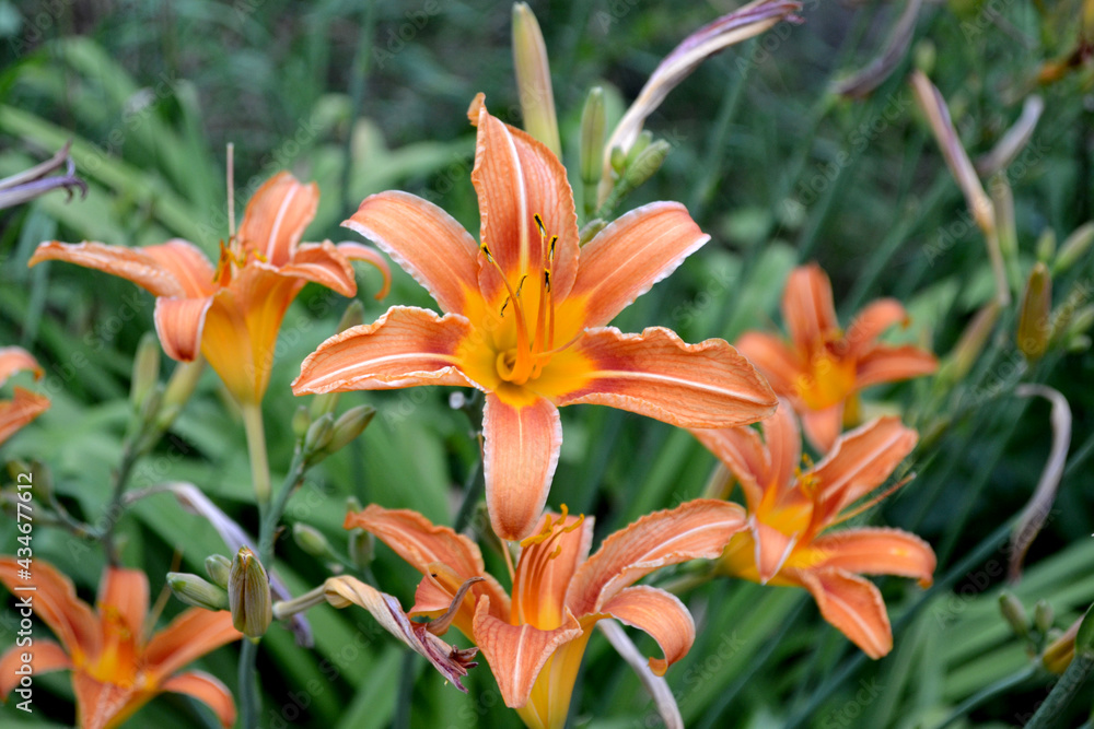 Daylily. Hemerocallis. Luxurious large flowers in a pleasant smell. Beautiful flower abstract background of nature. Summer landscape. Perennial. Beautiful orange flowers. Summer Daylily. Hemerocallis. Luxurious large flowers in a pleasant smell. Beautiful flower abstract background of nature. Summer landscape. Perennial. Beautiful orange flowers. Summer