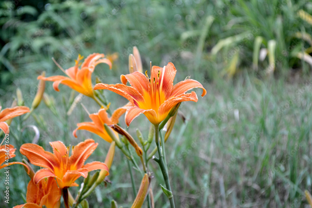 Daylily. Hemerocallis. Luxurious large flowers in a pleasant smell. Beautiful flower abstract background of nature. Summer landscape. Perennial. Beautiful orange flowers. Summer flower bed Daylily. Hemerocallis. Luxurious large flowers in a pleasant smell. Beautiful flower abstract background of nature. Summer landscape. Perennial. Beautiful orange flowers. Summer flower bed