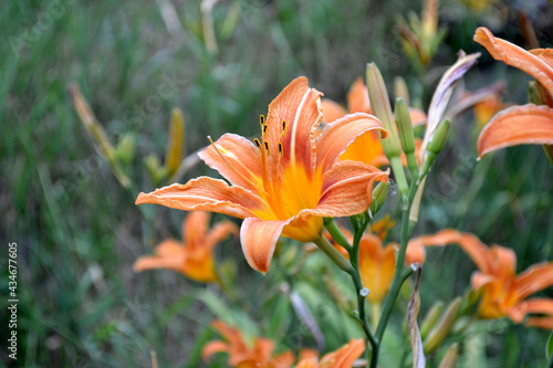 Hemerocallis. Daylily. Luxurious large flowers in a pleasant smell. Beautiful flower abstract background of nature. Summer landscape. Perennial. Beautiful orange flowers. Summer flower bed