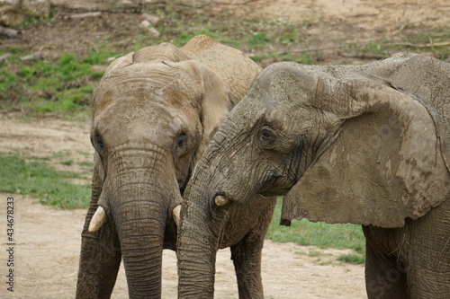 two elephants chatting at the zoo