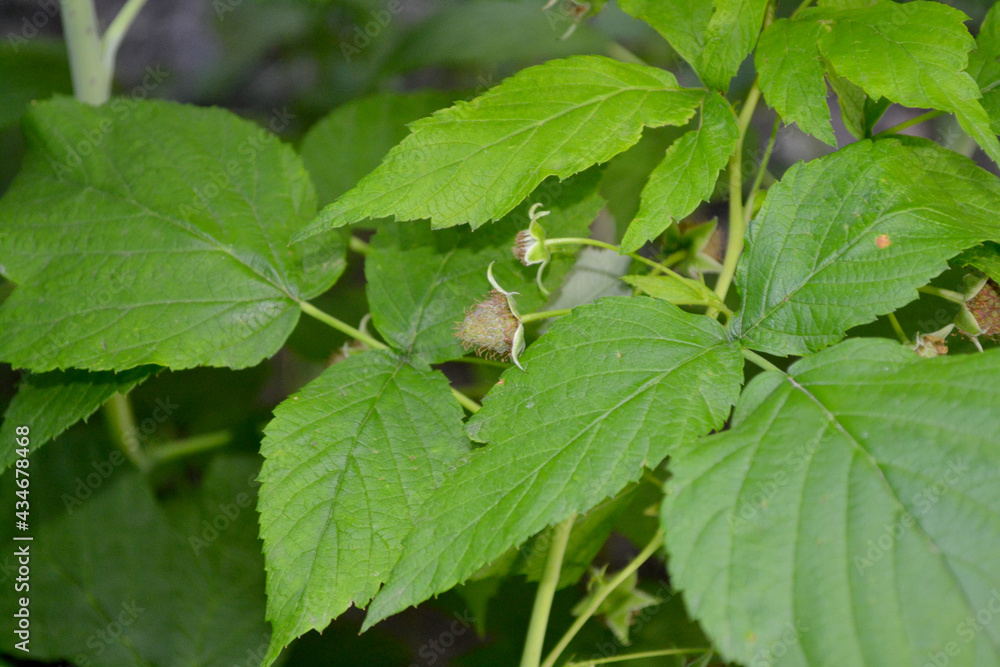 Beautiful background. Raspberry ordinary. Rubus idaeus. Spring landscape Beautiful background. Raspberry ordinary. Rubus idaeus. Spring landscape