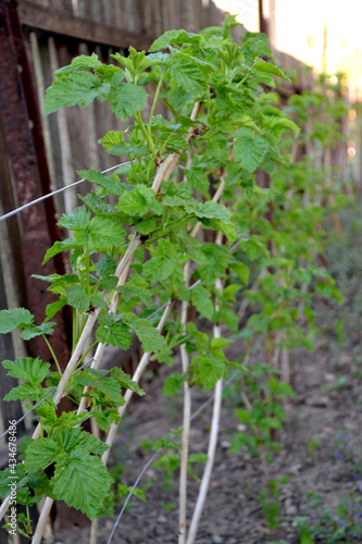 Beautiful background. Raspberry ordinary. Rubus idaeus. Spring landscape