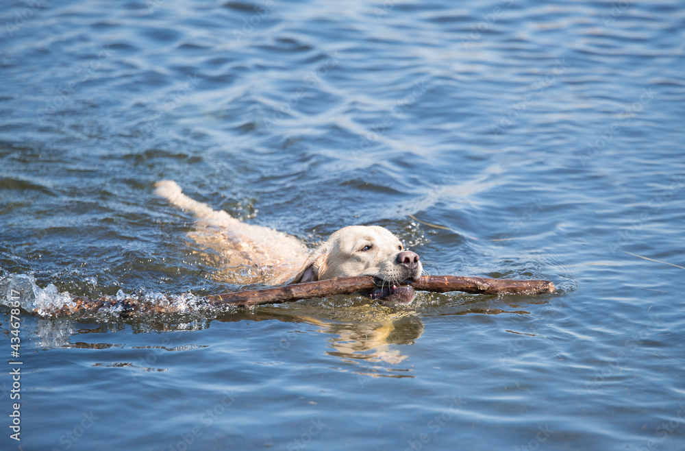 Labrador dog swimming in the lake with a stick in his mouth Labrador dog swimming in the lake with a stick in his mouth